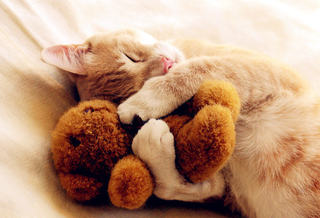 Illustration for article titled 10 Photos Of Animals With Stuffed Animals